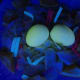 Peeled eggs will have a bright yellow glow.