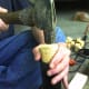 Once the glue is in place, hammer a plug into the tube until it is flush.