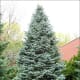 Concolor Fir, also known as White Fir