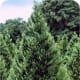 Leyland Cypress