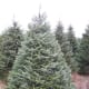 Fraser Fir