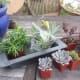 thanksgiving-centerpieces-using-succulents-and-other-drought-resistant-plants