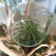 thanksgiving-centerpieces-using-succulents-and-other-drought-resistant-plants