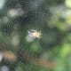 Spiders and spider webs have long fascinated us in a positive way