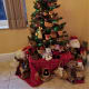 A view of the whole tree