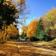 The fall foliage at the park near my house is simply mezmerising.