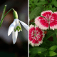 The snowdrop (left) and pink Dianthus (right) are two of January's birth-flowers.
