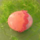 Two-Tone Egg