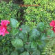 Hibiscus Flowers Alongside Curry Leaves and Coriander