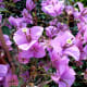 A Bougainvillea in an Earthen Pot