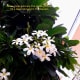 The fragrance of the champa flower is divine.