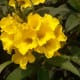 These evergreen flowers are a wonderful attraction for bees.