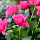 Six Roses