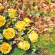 12 Roses