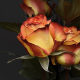 Rose Color Combinations