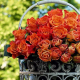 60 Roses