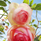 Two Roses
