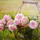 Nine Roses