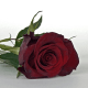 One Rose