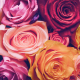 No matter how many roses you give, they are sure to be appreciated.