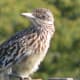 Road Runner. This computer can process and organize photos quickly!