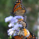 Monarchs on flowers. You can do fast photo editing.