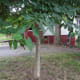 The dead drop is a squirrel feeder. Do you see the letter?