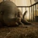 tim-burtons-dumbo-2019-movie-review