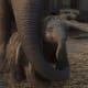tim-burtons-dumbo-2019-movie-review