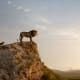 the-lion-king-2019-a-ranting-movie-review