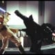 lets-talk-about-star-wars