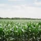 Corn and bean fields surround Mulberry.