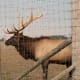 Elk and llamas are less common.