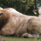 Cows and swine are common livestock.