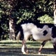 Animals viewed at Grant's Farm