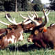 Animals viewed at Grant's Farm