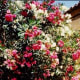 Oleanders in full bloom