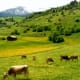 Cows seen grazing in the meadows.