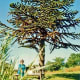 My mother seated below a monkey puzzle tree