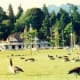 Many Canadian geese near Stanley Park in Vancouver