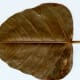 A dried Bo leaf at the Selby Gardens
