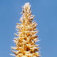 Top of the Australian Grass Tree