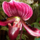 Beautiful orchid in the Marie Selby Botanical Gardens