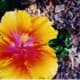 Hibiscus blossom