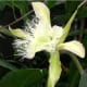 Frilly orchid plant at Marie Selby Botanical Gardens
