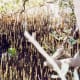"Black mangroves produce specialized roots called pneumatophores, finger-like projections rising above the soil which help supply the submerged roots with oxygen. Their leaves are also distinctive, dark green on top but almost white underneath.