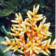 Epiphyte blossoms at Marie Selby Botanical Gardens