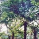 The Palm Grove at Marie Selby Botanical Gardens