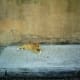 Are you the fat cat that just wants to relax and take in a cool breeze on a hot day?