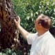 My hubby noticing a tree whose bark is used for cork in Güell Park.